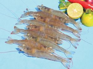 Tôm thẻ nguyên con